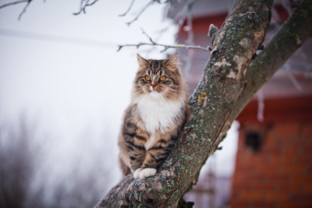 条纹蓬松猫冬天去散步