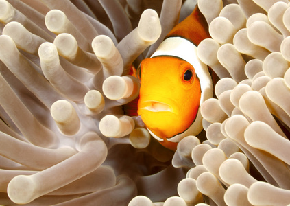 小丑 anemonefish