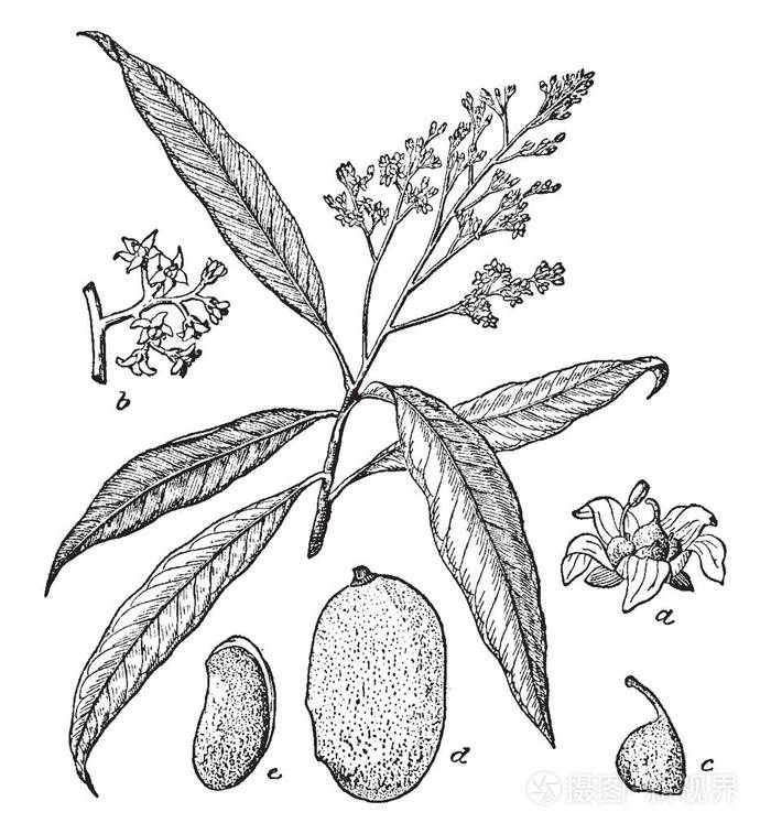 芒果树的开花枝条复古线条画或雕刻插图
