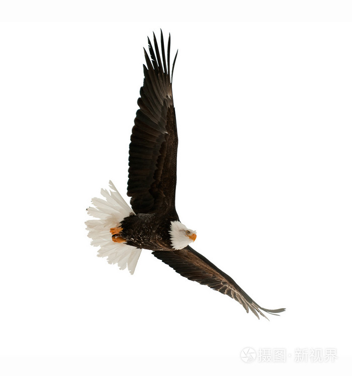 秃鹰(白鹰)