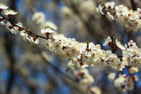 白樱桃花