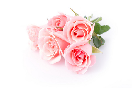 白色背景上的粉红色玫瑰花
