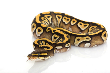 莫哈韦沙漠球 python