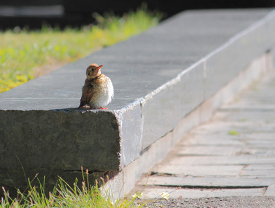 Fieldfare 在哈尔科夫公园