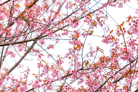 樱花和樱花