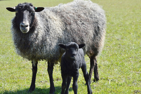 哥特兰母羊与小羊