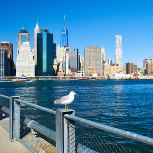 海鸥与曼哈顿在背景中。专注于那只鸟