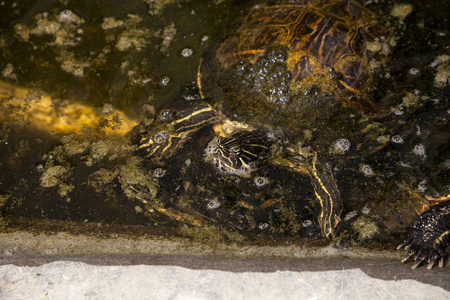 黄肚龟巴西棋棋游泳在佛罗里达州西南部池塘寻找食物