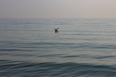 孤独的海鸥坐在平静的海水中, 清晨的阴霾。冷静和和平的概念。野生动物的背景。白海鸥独自在海里。和平海景