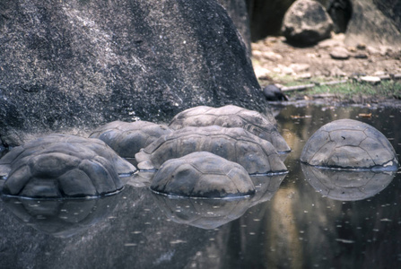 巨型亚达伯拉象塞舌尔龟 Aldabrachelys 柏, 联合庄园公园, 拉迪格, 塞舌尔共和国, 印度洋, 抵得上非洲