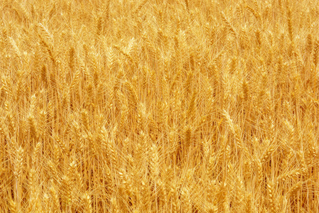 夏季美丽的小麦田间纹理照片