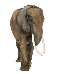 非洲大象，在白色孤立的正面视图