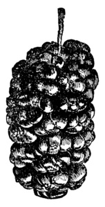一张显示白色桑树果实的图片, 这是桑树的常见名称。果实是白色或紫罗兰色, 非常甜, 复古线条画或雕刻插图