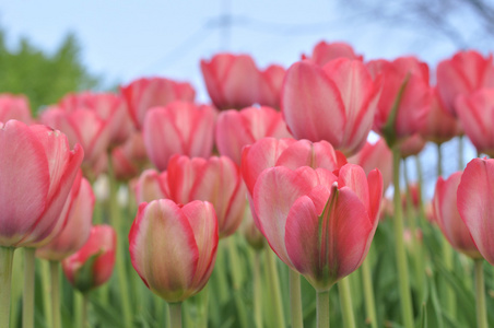 美丽的粉红色郁金香字段中的春天