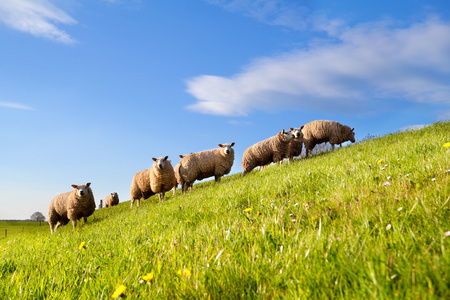 绿色阳光牧场绵羊牧群