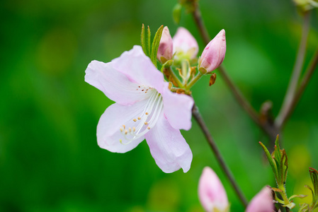 粉红色的杜鹃花特写