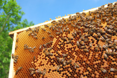 蜂窝帧上的蜜蜂