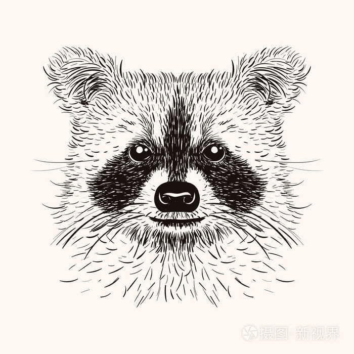 草绘班轮浣熊.涂鸦手绘矢量图