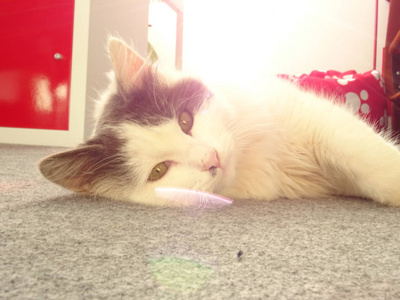 在地板上昏昏欲睡的白色小猫
