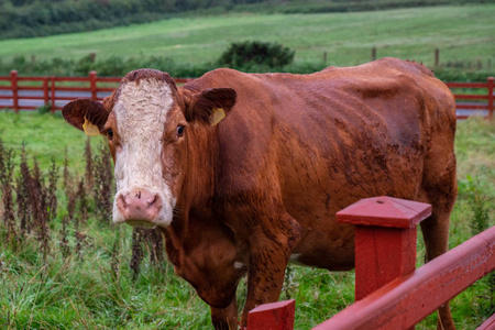 北爱尔兰库申登草甸的奶牛玻璃