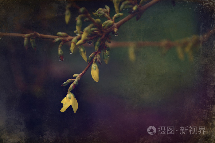 樱桃树芽