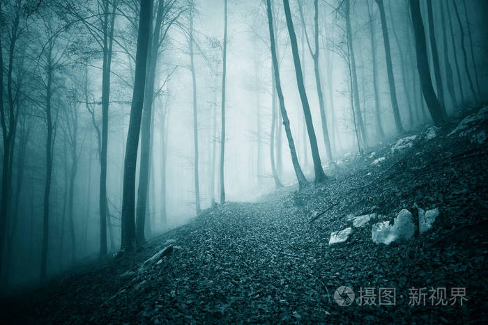 梦幻般的深蓝色绿色彩色雾森林树木景观与路径
