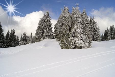雪覆盖着的松树