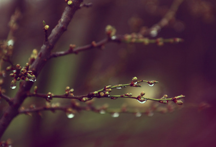 樱桃树芽