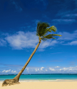充满异国情调的棕榈树在沙滩上