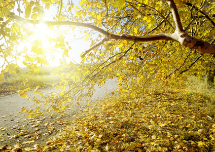 树在秋天的景色