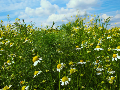 tystnad, camomiles och bl himmel