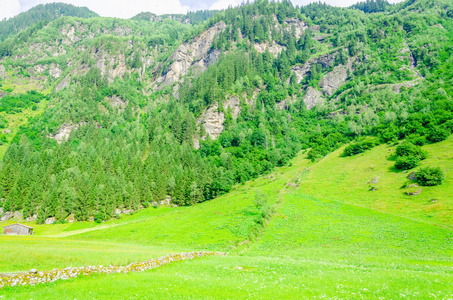 绿色的高山草甸，齐勒河谷奥地利