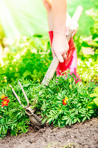 在花园里的夏季工作。特写女性手捧工具锹种植万寿菊鲜花户外