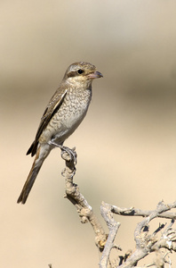 isabelline 伯劳鸟，地区棕 isabellinus