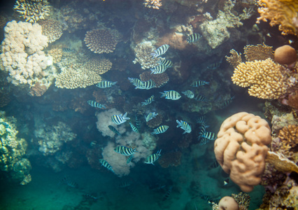红海珊瑚礁图片