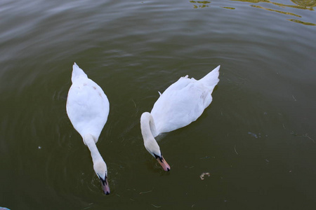 一双白天鹅在池塘里游泳