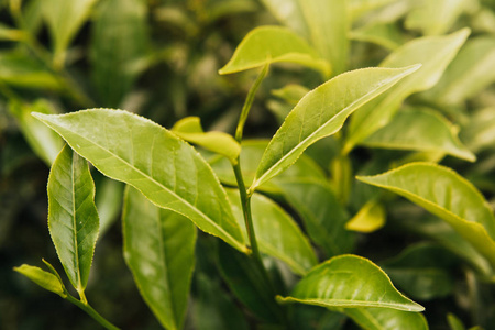 关闭绿茶芽和新鲜的叶子。茶园。绿色背景小深度