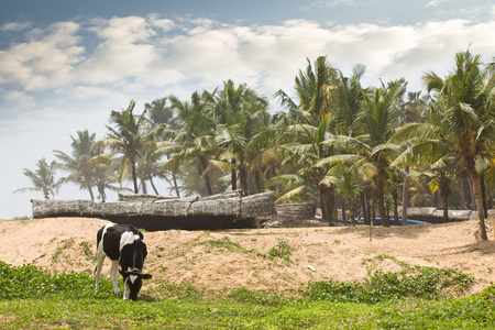 热带海滩附近放牧的牛图片