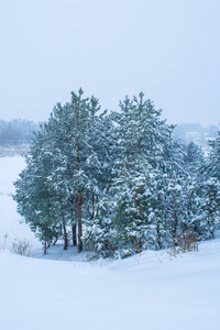雪场附近的许多冬季树木的照片