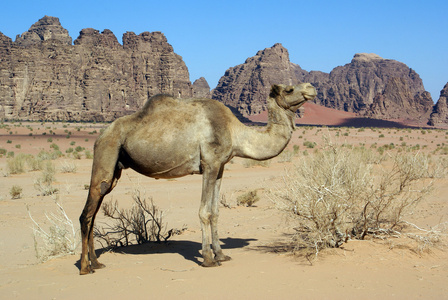 范围和骆驼