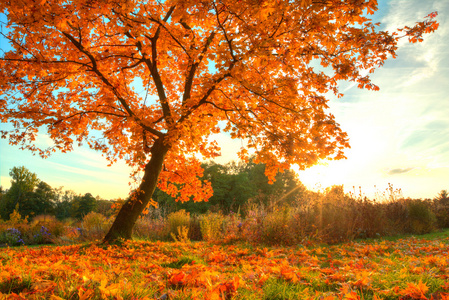 美丽的秋天树落叶干