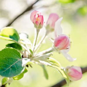 白樱桃花