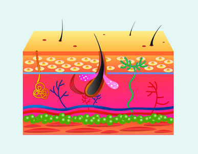 人的皮肤结构, 向量例证孤立