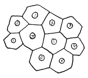 动物细胞衬里身体内腔, 复古线画或雕刻插图