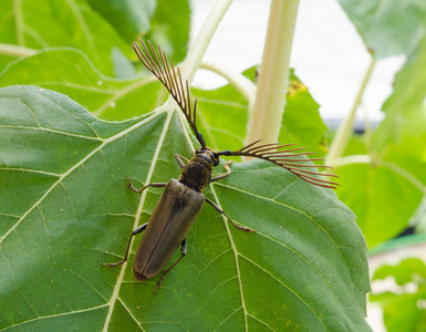 长角甲虫