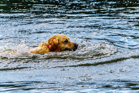 金猎犬狗游泳在木桩湖沿湖滨乐天主教堂路近坎卢普斯不列颠哥伦比亚省, 加拿大