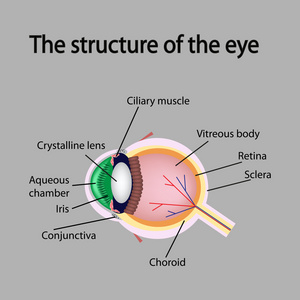 眼睛的结构