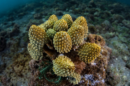 在珊瑚礁上生长柄被囊动物