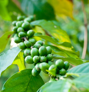 未熟的咖啡豆