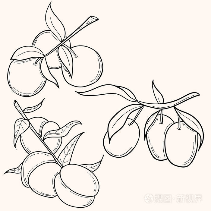 在卡通风格的李子和桃手绘插图.